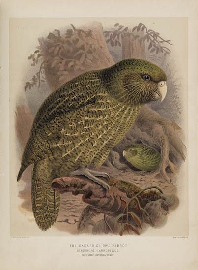 (BIRDS.) Buller, Walter Lawry; Sir. A History of the Birds of New Zealand . . . Second Edition. 4 vols., including supplement